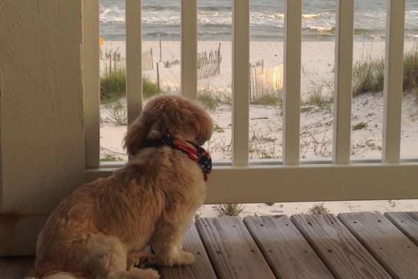 Pet Friendly Homes Cute dog on deck overlooking beach