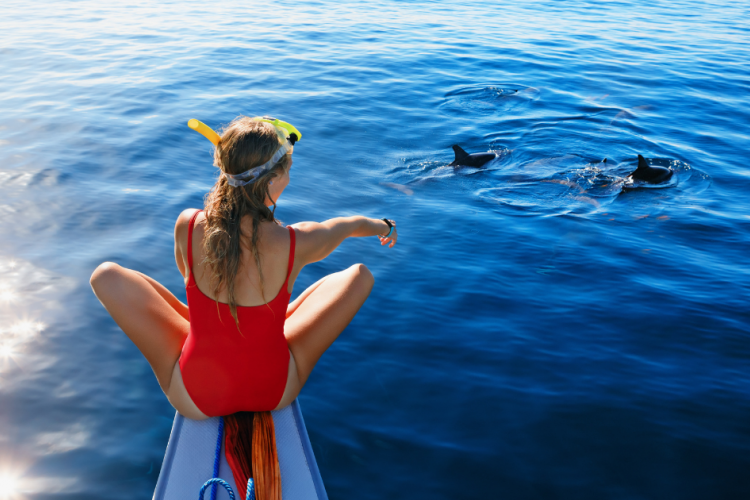 dolphin cruises and wildlife tours