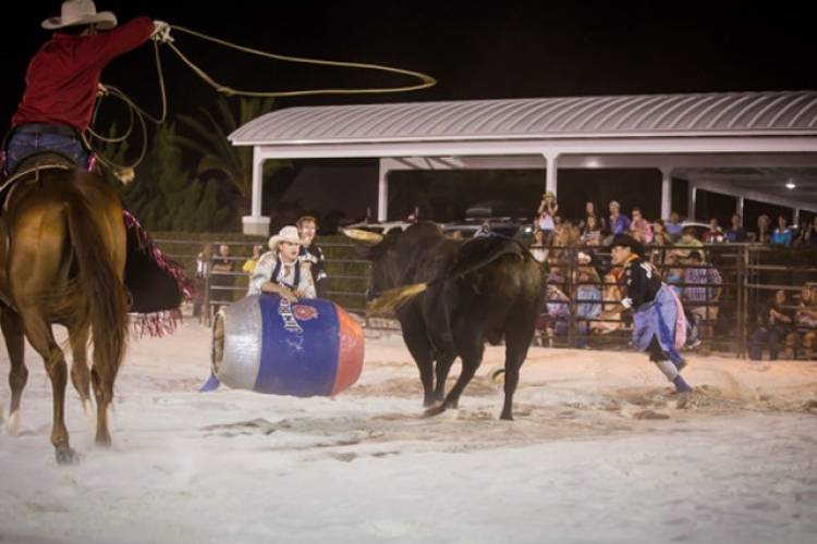 bulls on the beach