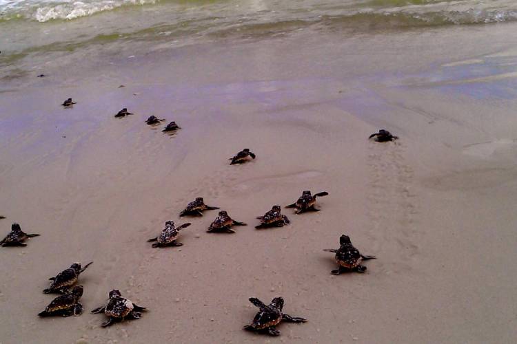 sea turtles
